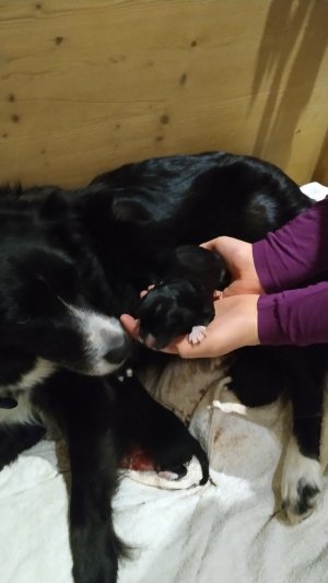 300IdunaWelpe3Huendin1IMG_20190228_221423 - Kopie.jpg